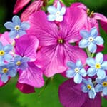 Close-up of vibrant pink and light blue flowers with green leaves in the background. The pink petals are large and prominent, while the blue flowers are smaller with yellow centers.