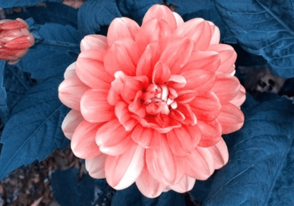 A large, peach-colored dahlia flower in full bloom with layered petals, surrounded by dark blue leaves.